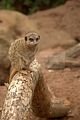 leipzig zoo-01_07_2011_zoo_allgemein_300